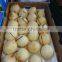 China shandong pear/China Delicious Nashi Pear/ya pear
