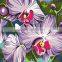 ART KIT, acrylic painting by numbers, "Orchid flower"