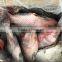 Frozen Good Black Tilapia 500-800g