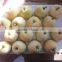 Golden Pear
