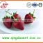 25-35mm A13 Chinese Best quality Whole Fresh Strawberry