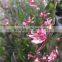 Oncidium hybridum