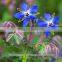 Borage Carrier oil