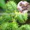 Castor Oil Processing Plant for Making Castor Oil