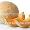 Red Jombo dense netted sweet hybrid cantaloupe seeds