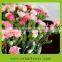 Fashion good smell preserved carnation for wedding decoration