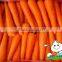 China Baby Carrot,New harvest fresh Carrot with Bright color