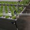 Efficient Polycarbonate Greenhouse for Hydroponic NFT Growing System for Tomato and Lettuce