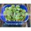 Food Grade Disposable Plastic Frozen Food Tray