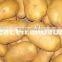 supply fresh vegetables ,high quality fresh potatoes for sale