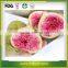 Dried Fruit Wholesale Freeze Dried Fig