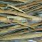 Split Cassia - Premium quality