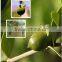 100% pure and natural jojoba oil wholesale