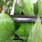 Labyrinth Drip Irrigation Belt made in China