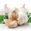 Natural Garlic Extract Oil