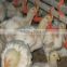 Poultry Broiler Equipment