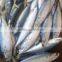 frozen pacific mackerel