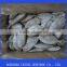 Frozen Butterfish / Pompano / Chiri