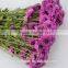 Small Chrysanthemum Spryed Head Purple Flowers Wholesale