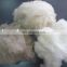 China manufacturer dehaired and carded cashmere fibre15.5-16.5mic/22-38mm