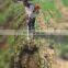 Mini Power Agriculture Machinery Maize Weeding Machine Farm Backpack Weeder