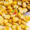 Hot Sale Freeze Dried Sweet Corns Supplier