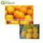 orange Peeling Machine Skiving Machine peeler industrial machine
