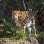 316/304 Zoo Wire Mesh Fence Stainless Steel Rope Mesh