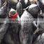 Frozen Skipjack Tuna