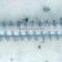 DIN7981 tapping screw in best-selling