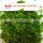 Premium Quality Seaweed Ulva Lactuca Leave