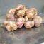 NEW VIETNAMESE WHITE GARLIC