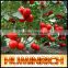 Huminrich Shenyang Humate 100% Water Soluble Fertilizer Potassium Humate