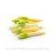 fresh baby corn/baby corn exporters/farm fresh baby corn