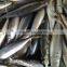 New caught whole round frozen mackerel 8-10pcs/kg