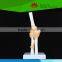 High quality Life-size Elbow joint with ligaments
