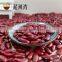 kidney bean dark red kidney bean high quality 2016 new crop