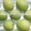 new crop 2015 Fresh Shandong Pear