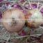 Gansu Fresh Onion