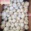 2016 new Fresh White Garlic at cheap price