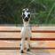Realistic Taxidermy Replica decor plush alpacas