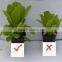 humate organic phosphorus fertilizers