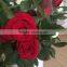 Newest beautiful fresh cut roses decoration flowers/roses