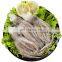 buy frozen squid head frozen illex squid head indian ocean squid tentacle