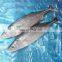 china frozen striped bonito sarda sarda orientalis