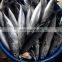 china frozen bullet tuna fish frigate tuna frozen bullet mackerel frigate mackerel