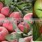 Pear Peach Apple Pitting Slitting In Half Filling Cooking Machine