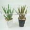 Artificial aloe plant