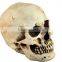 Halloween Decoration novelty toys funny horror spoof tricky trick props resin skull ornament