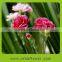 Reliable quality new coming preserved carnation flowers with natural